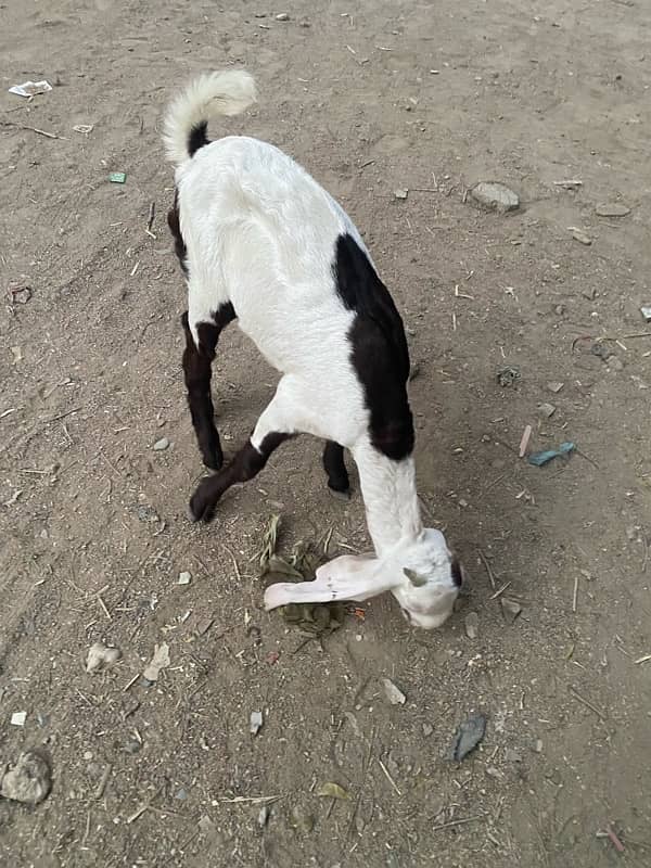 pure faislabadi female goats pair 5 mahene ke hain 13