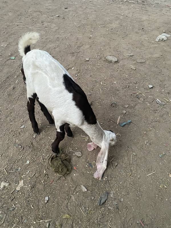 pure faislabadi female goats pair 5 mahene ke hain 14