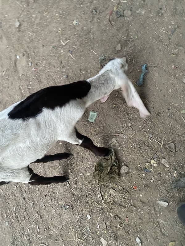 pure faislabadi female goats pair 5 mahene ke hain 15