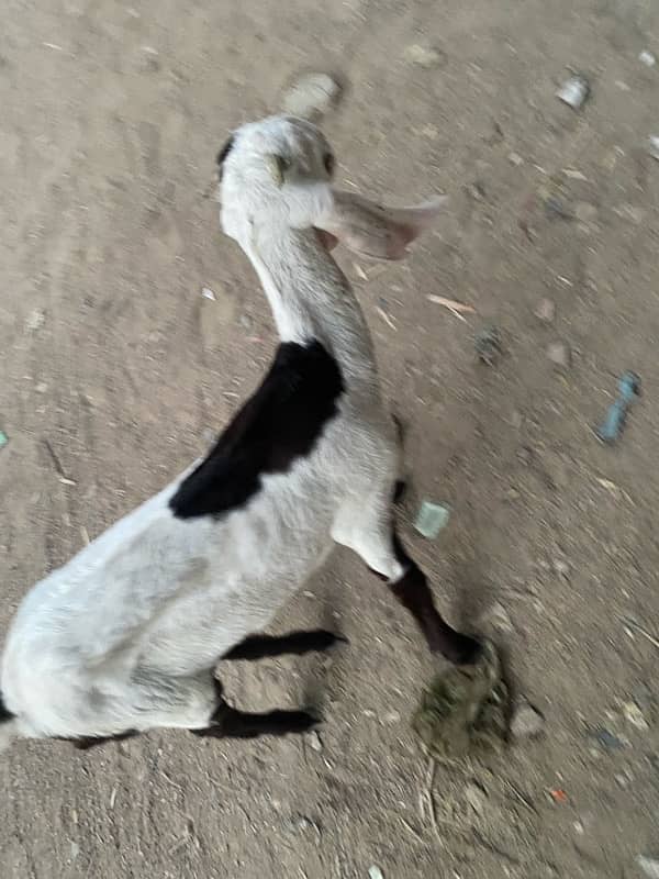 pure faislabadi female goats pair 5 mahene ke hain 16