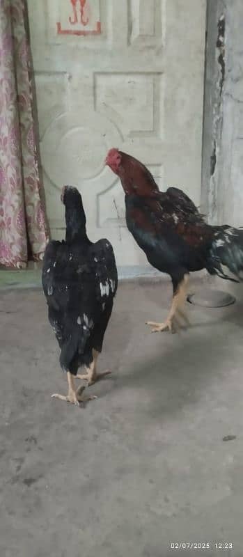 oh shamo breader pair for sale 0