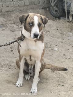 Best dog for home and farm security.