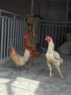 2 Chicken Murg hai or ek murgi hai joke Desi Ande bi dehti hai