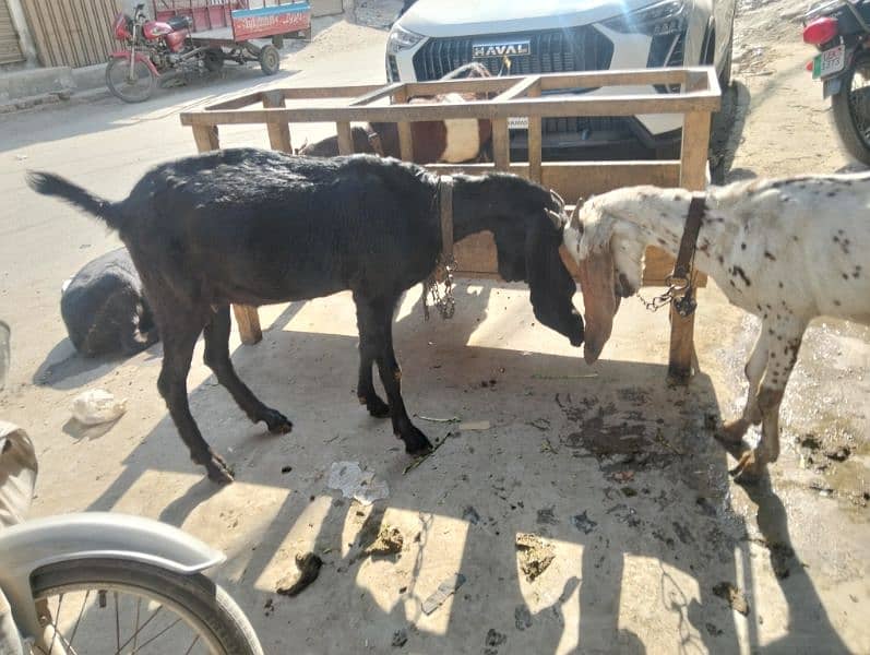 3 female gaban 1 breeder male Ghar ka paly hoy 16