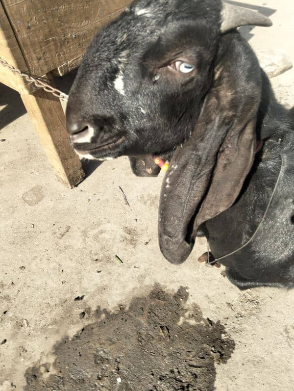 3 female gaban 1 breeder male Ghar ka paly hoy 18