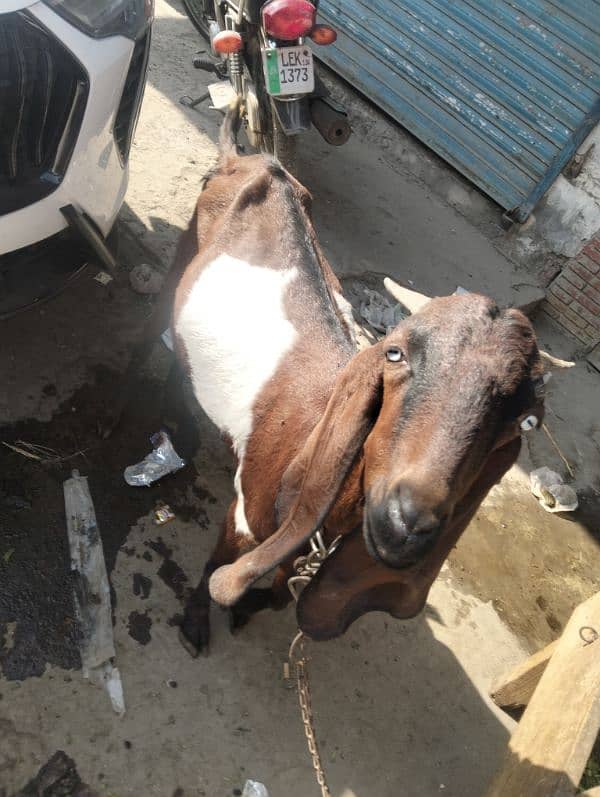 3 female gaban 1 breeder male Ghar ka paly hoy 19