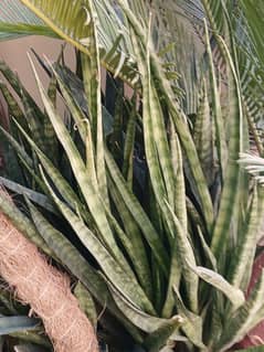 snake plants