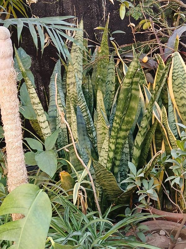 snake plants 2