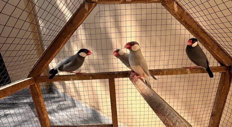 grey and silver Java breeder pairs 0