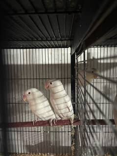 albino love birds