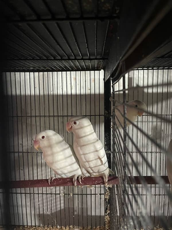 albino love birds 0