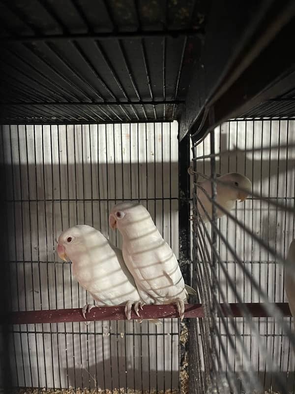 albino love birds 2