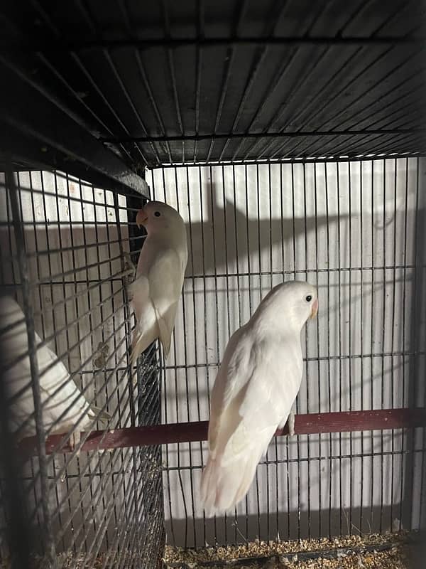 albino love birds 3