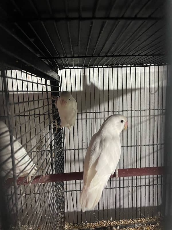 albino love birds 4