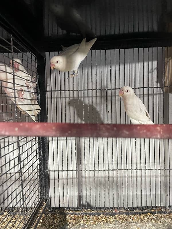 albino love birds 6