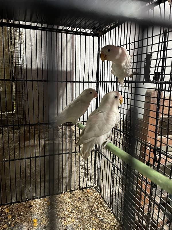 albino love birds 9