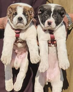 Alabai dog male and female age 2 month for sale