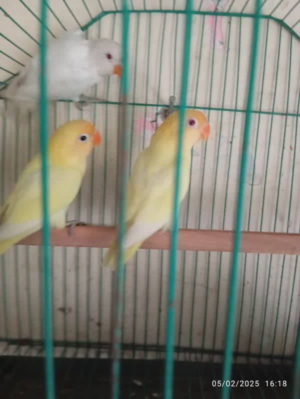 love birds 2