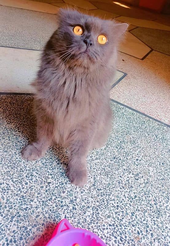 persian male cat for sale 6