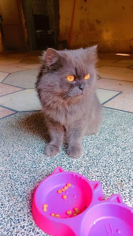 persian male cat for sale 8