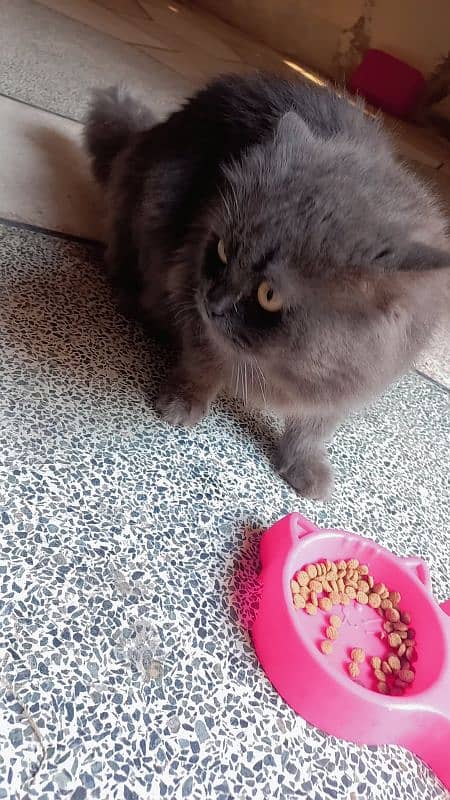 persian male cat for sale 12