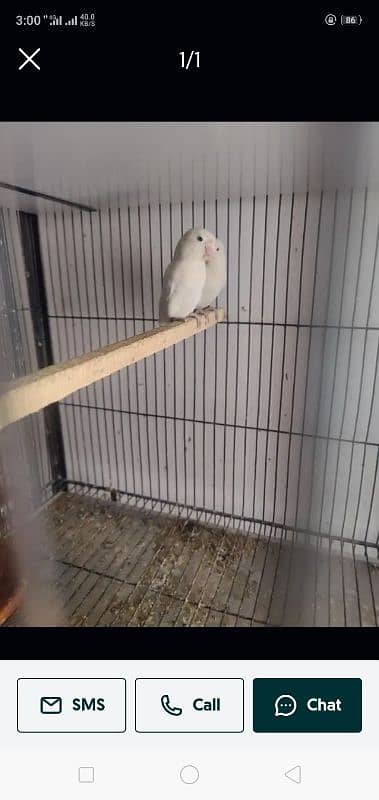 love bird for sale 03075655885 10