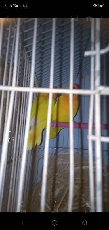 love bird for sale 03075655885 12