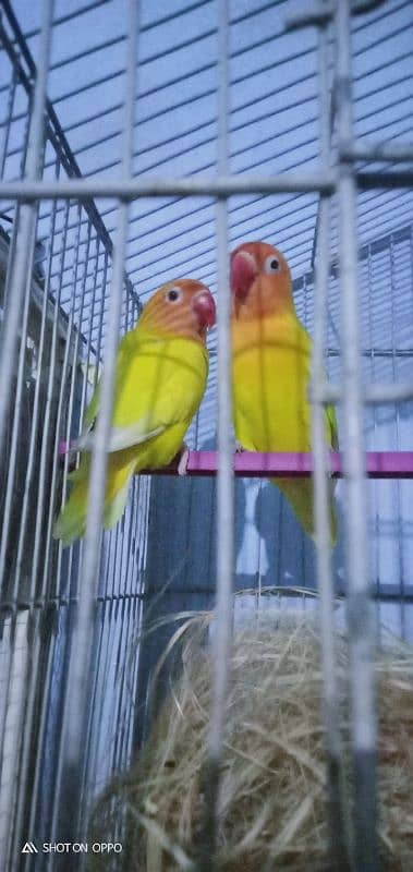 love bird for sale 03075655885 13