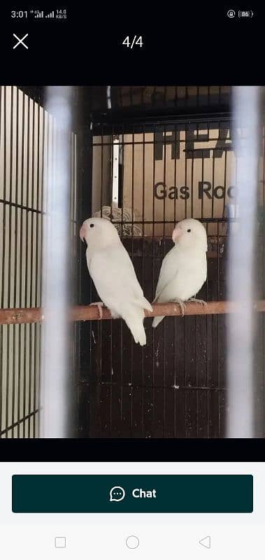 love bird for sale 03075655885 15