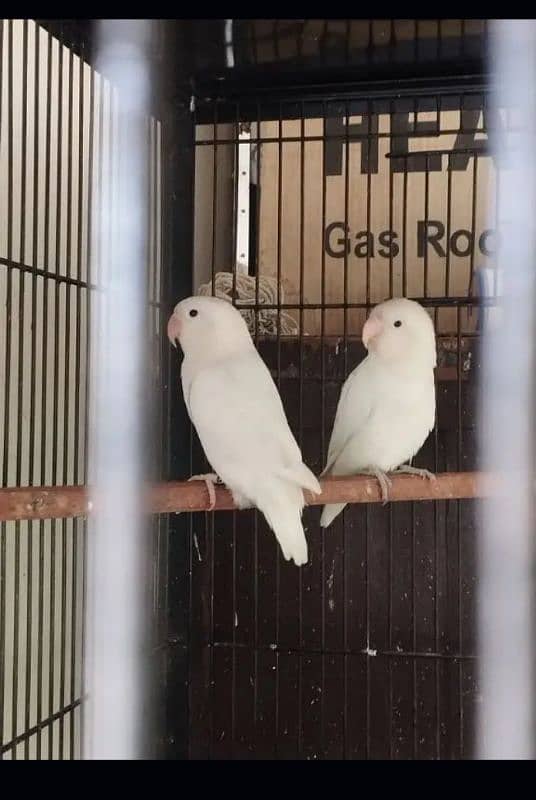 love bird for sale 03075655885 16