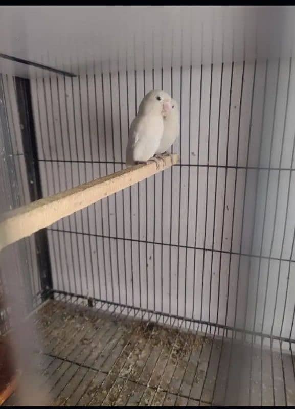 love bird for sale 03075655885 17