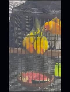 red fector sunconure breeder pair with DNA and breeding history