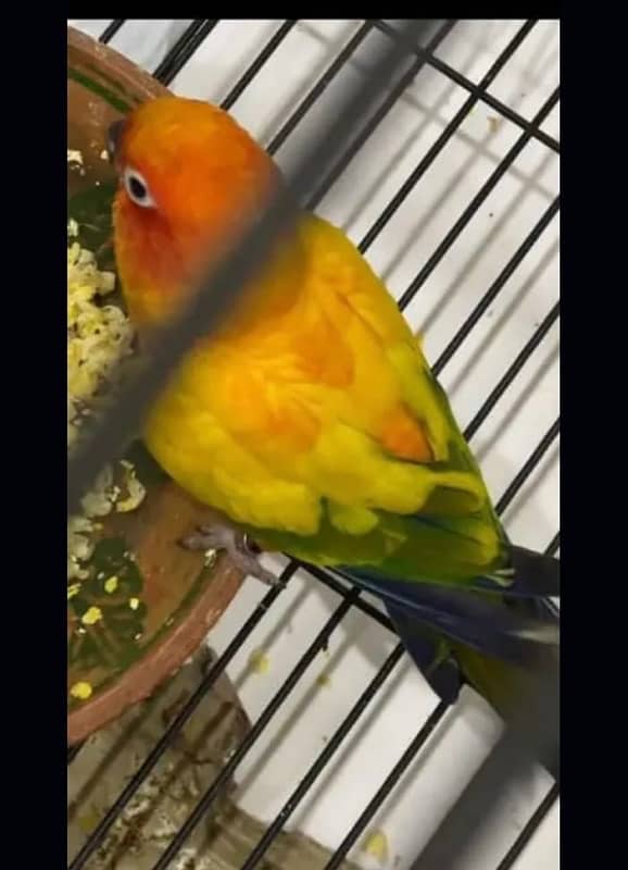 red fector sunconure breeder pair with DNA and breeding history 2