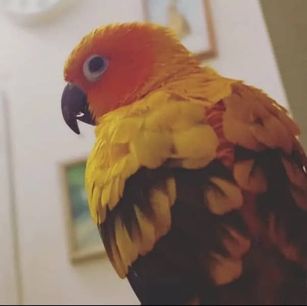 red fector sunconure breeder pair with DNA and breeding history 3