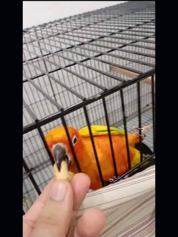 red fector sunconure breeder pair with DNA and breeding history 4