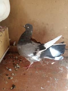 pigeons for sale