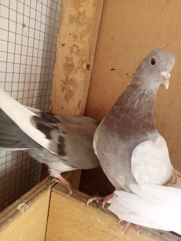 pigeons for sale 1