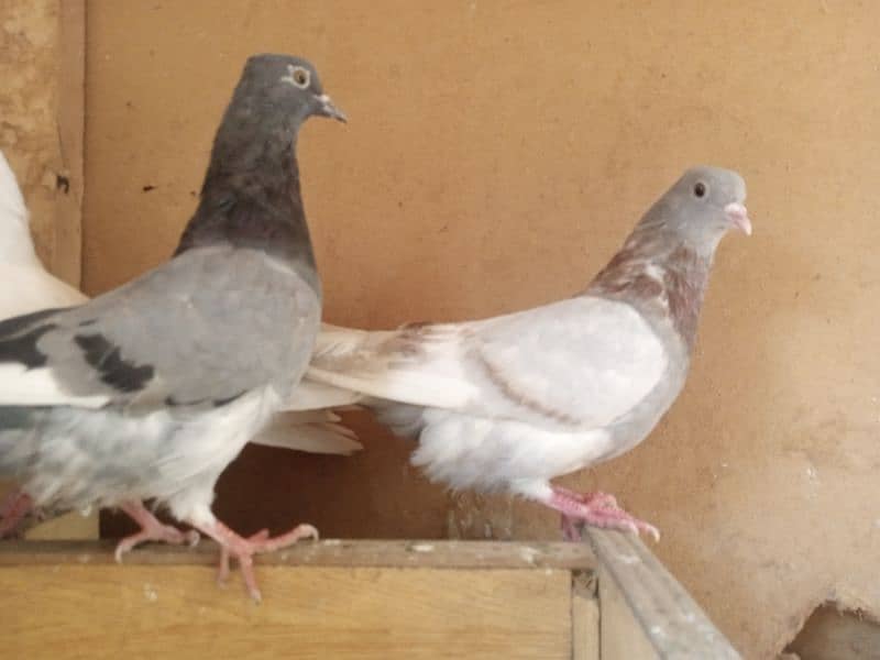 pigeons for sale 2