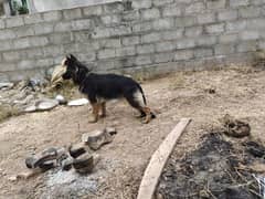 I want to sale my German shepherd female