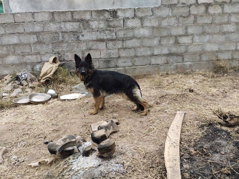 I want to sale my German shepherd female 1