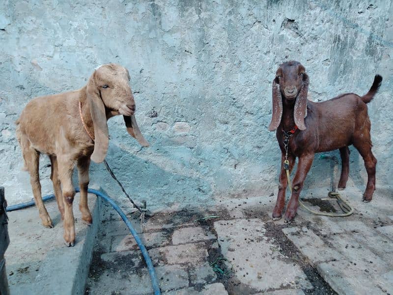 Goats / Bakri / Beetal goats / sahiwal nasal goats / بکری / 0