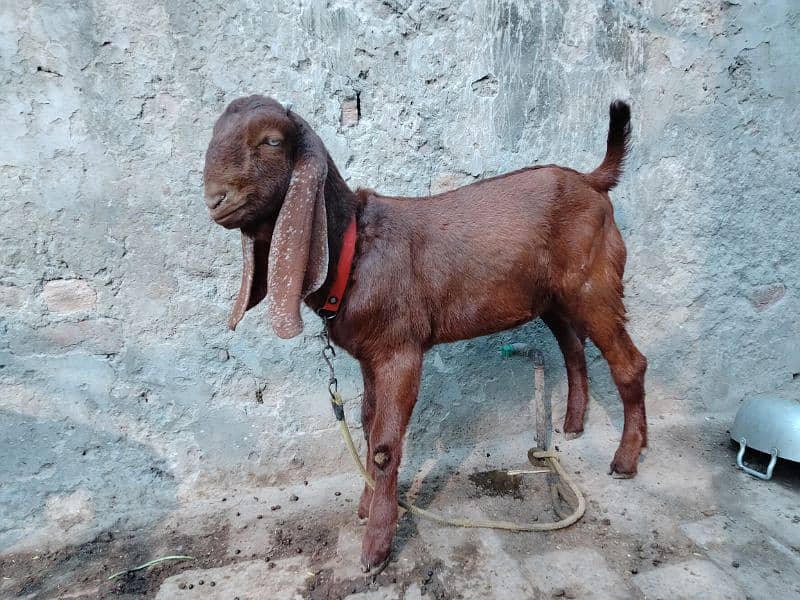 Goats / Bakri / Beetal goats / sahiwal nasal goats / بکری / 1