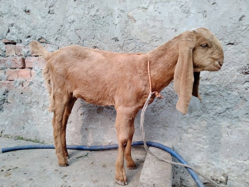 Goats / Bakri / Beetal goats / sahiwal nasal goats / بکری / 2