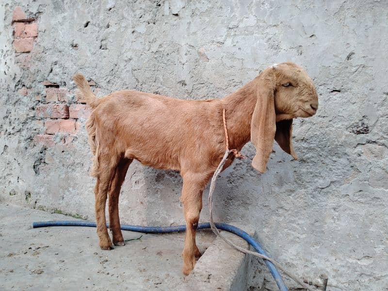 Goats / Bakri / Beetal goats / sahiwal nasal goats / بکری / 3