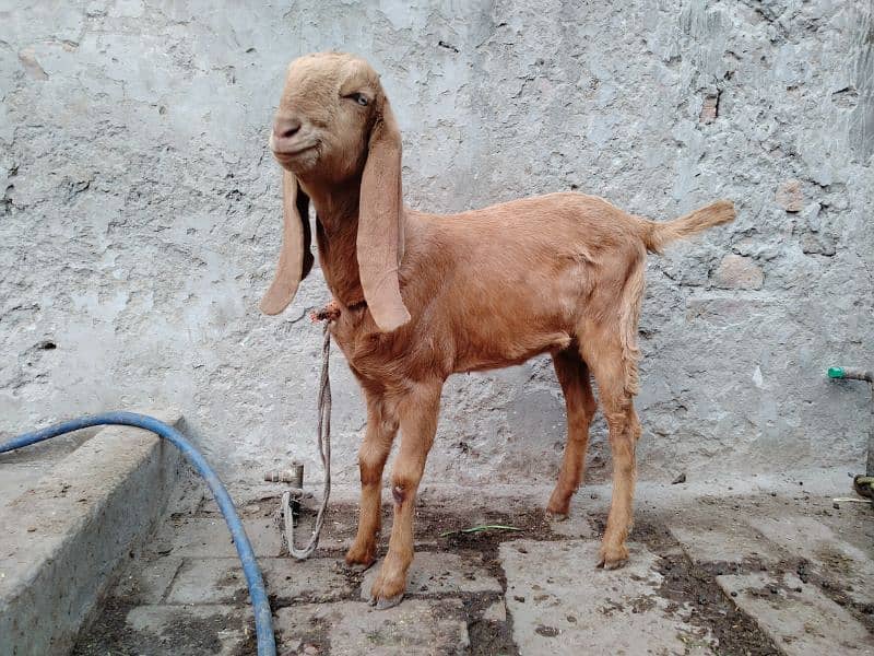 Goats / Bakri / Beetal goats / sahiwal nasal goats / بکری / 4