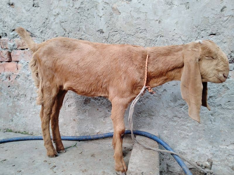 Goats / Bakri / Beetal goats / sahiwal nasal goats / بکری / 5