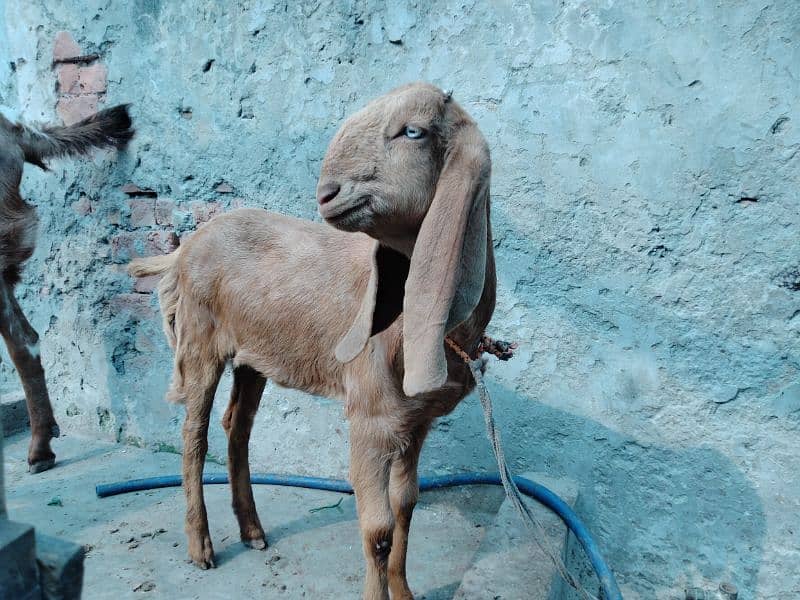 Goats / Bakri / Beetal goats / sahiwal nasal goats / بکری / 6