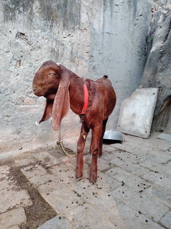 Goats / Bakri / Beetal goats / sahiwal nasal goats / بکری / 9