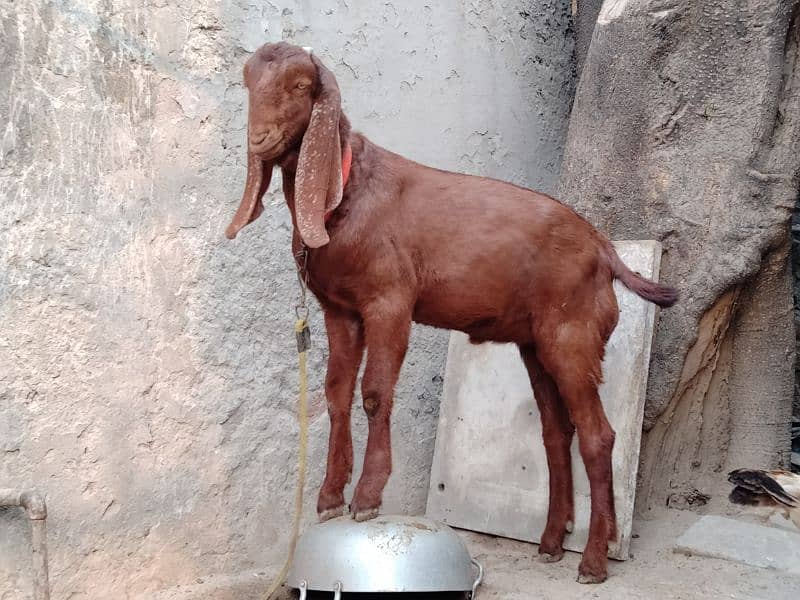 Goats / Bakri / Beetal goats / sahiwal nasal goats / بکری / 10