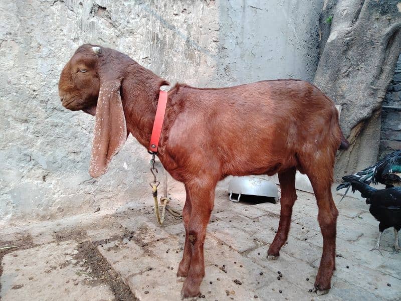 Goats / Bakri / Beetal goats / sahiwal nasal goats / بکری / 11